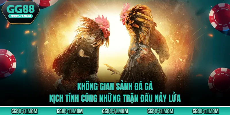 Không gian sảnh đá gà kịch tính cùng những trận đấu nảy lửa